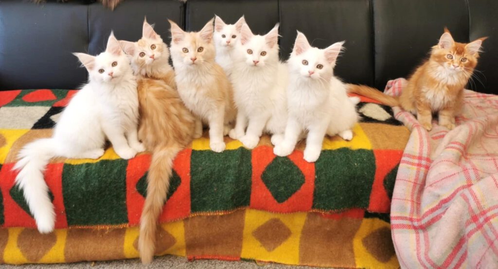 This image has an empty alt attribute; its file name is LIGHTS-14-weeks-Cattery-website-1024x554.jpg